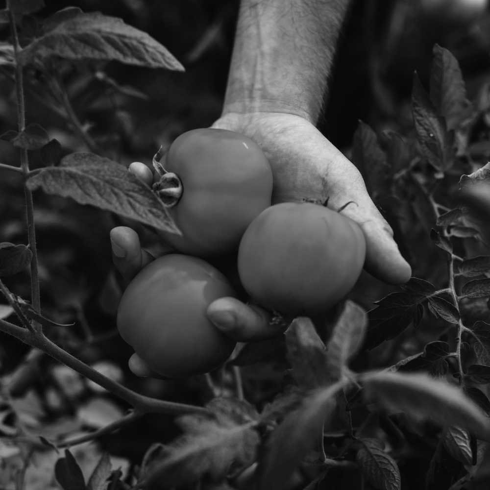 Longevity method fruit study